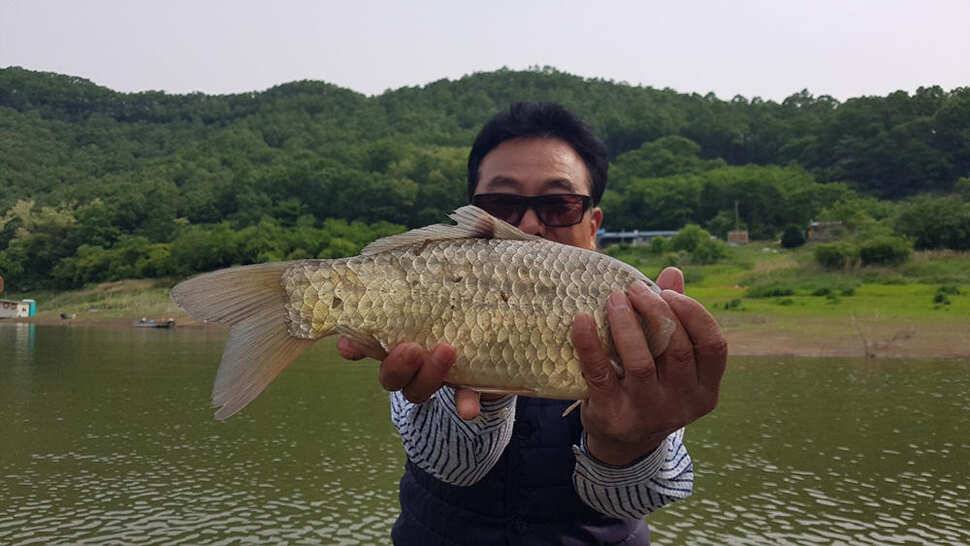 하천 48cm 초대물로 시즌 출발 명서도 4짜 대물붕어 조황 (조황조행기 - 특파원조황)