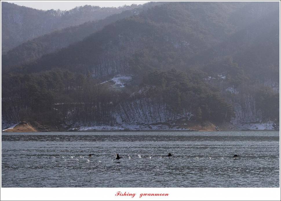 솔 4 짜신리 4 짜 대물 조황 (조황조행기 - 특파원조황)