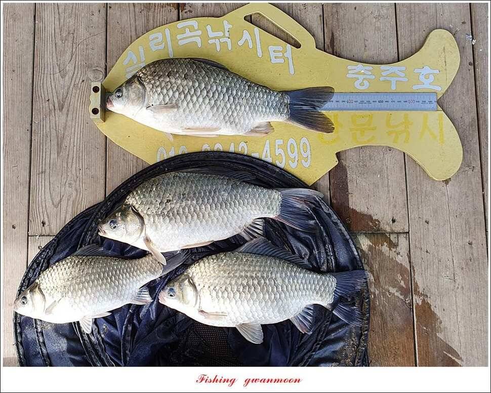 한버들 4 짜 2 수신리 4 짜실리곡 월척칠성지 4 짜 조황 (조황조행기 - 특파원조황)