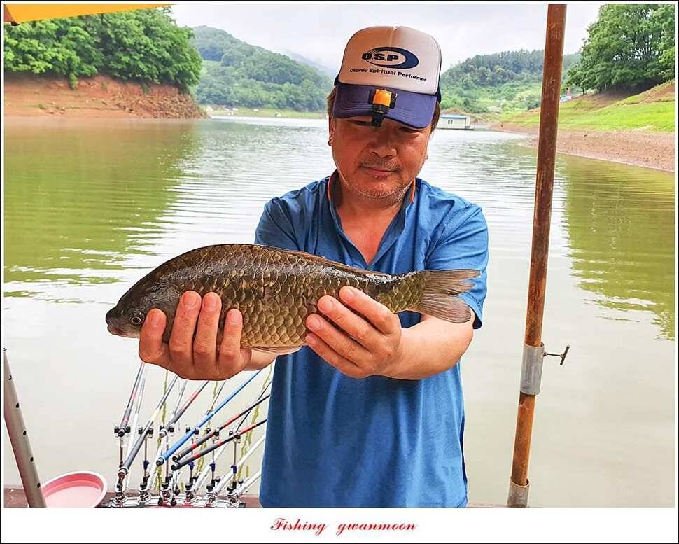 돌감 4 짜실리곡 4 짜신리 4 짜한버들 월척 조황 (조황조행기 - 특파원조황)