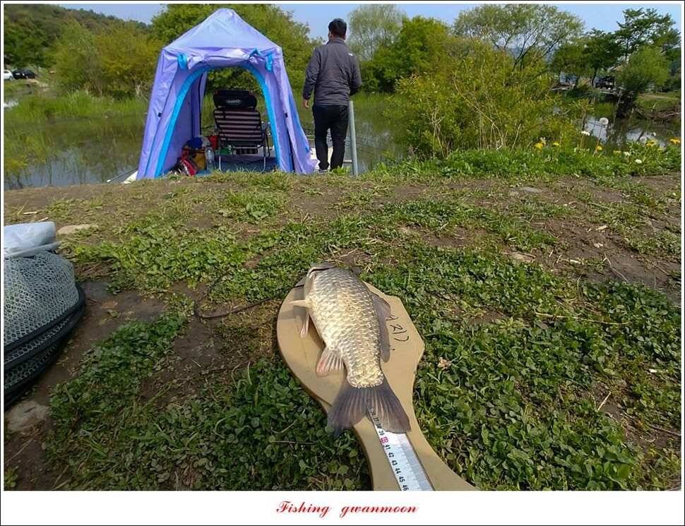 제일 월척칠성지 대물 조황 (조황조행기 - 특파원조황)