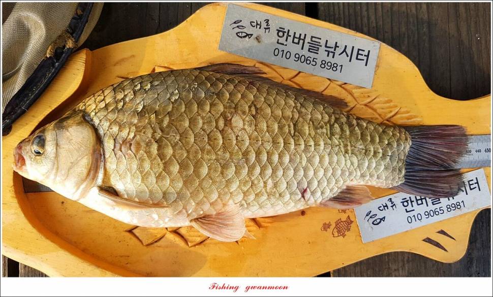 한버들 435 cm 및 명서제일사오리후산리 오름수위 전 소식 (조황조행기 - 특파원조황)