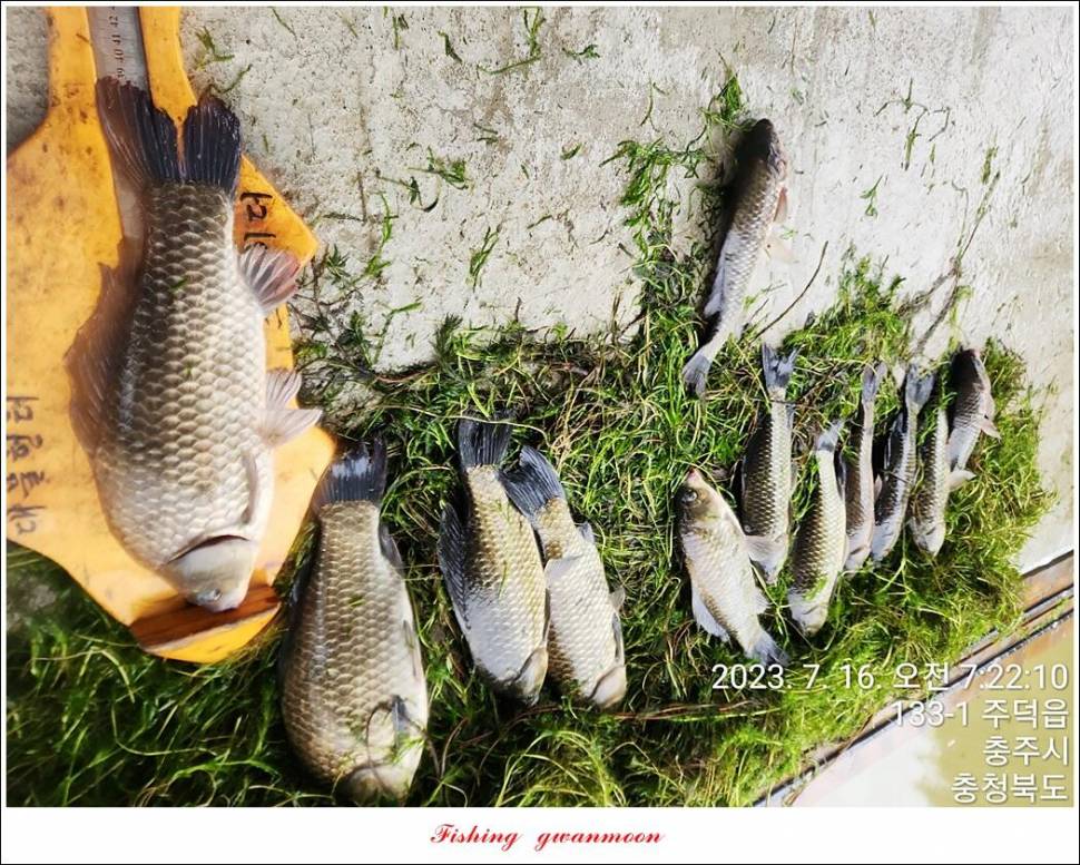 솔 4 짜돌감화곡지 대물 조황 (조황조행기 - 특파원조황)
