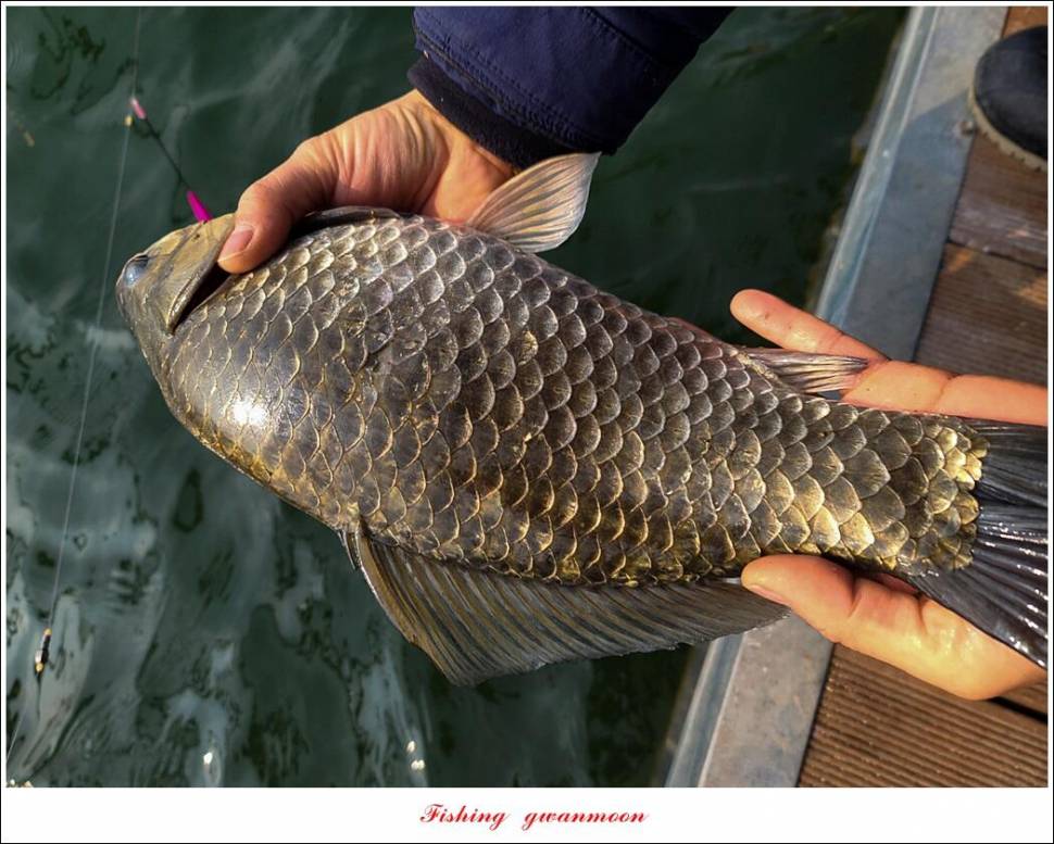 솔 45 cm 대물 조황 (조황조행기 - 특파원조황)