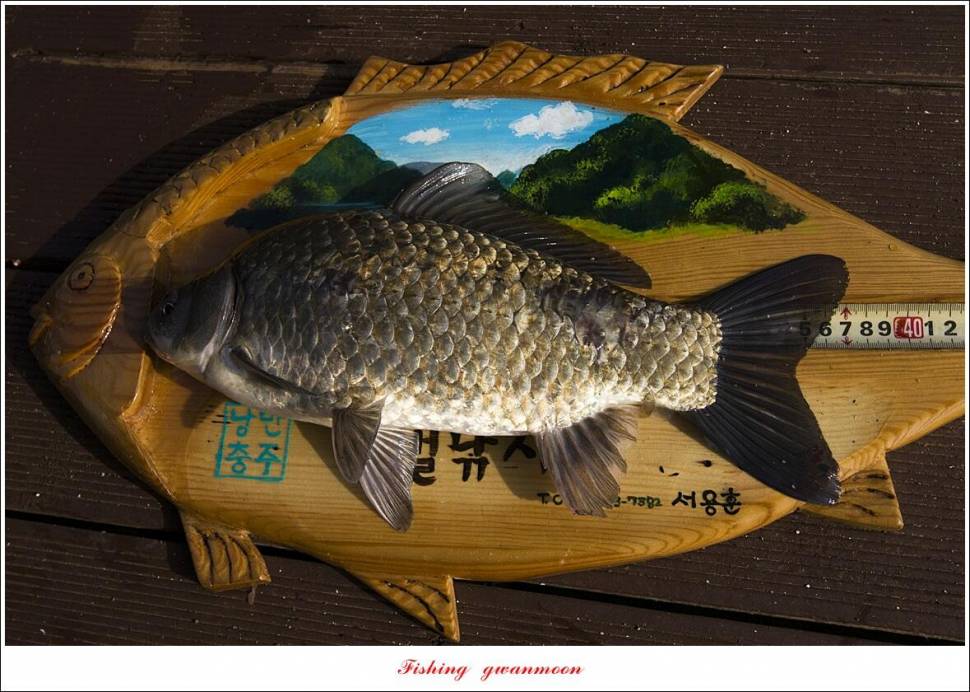 목벌 43 cm37 cm소류지 4 짜솔 낚시터 월척화곡지 대물 조황 (조황조행기 - 특파원조황)