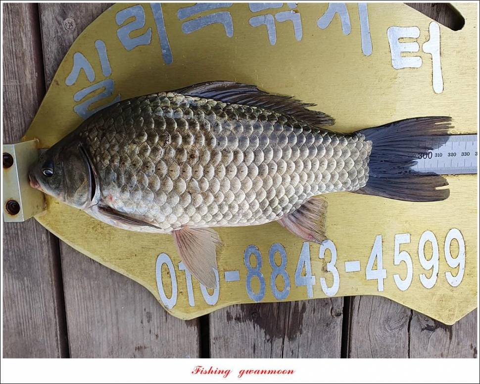 한버들 4 짜신리 4 짜실리곡 4 짜대물 조황 (조황조행기 - 특파원조황)