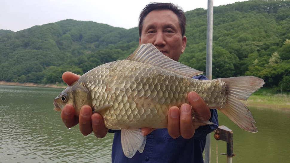 하천 48cm 초대물로 시즌 출발 명서도 4짜 대물붕어 조황 (조황조행기 - 특파원조황)