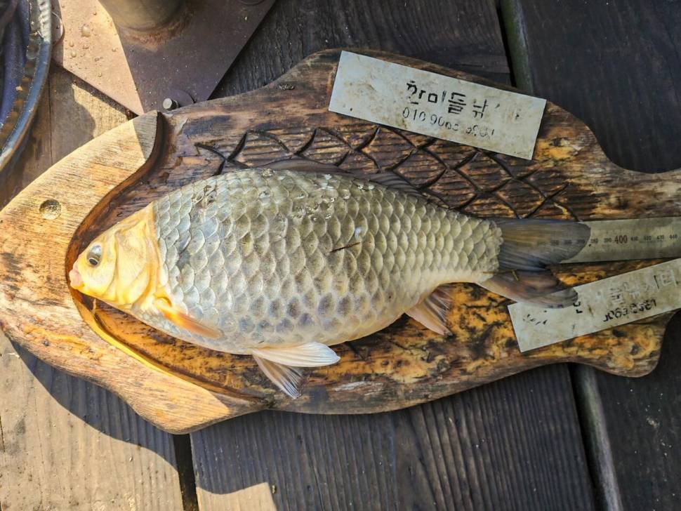 한버들 4 짜솔 38 cm화곡지 4 짜달천강 4 짜 (조황조행기 - 특파원조황)