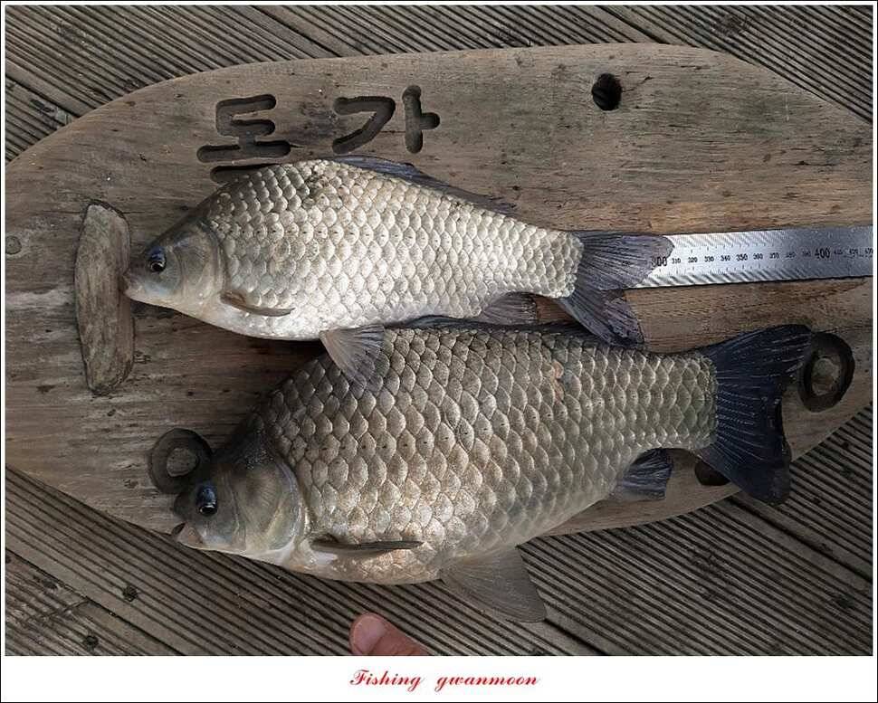 제일 395 cm돌감 37 cm 및 월척 조황 (조황조행기 - 특파원조황)