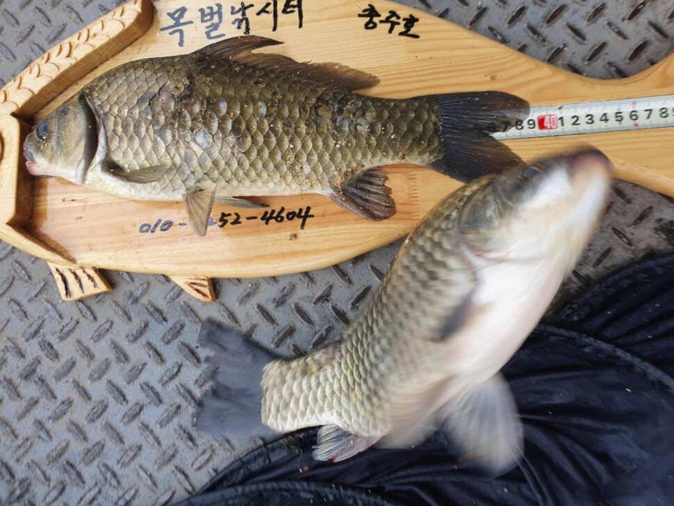 목벌 좌대마다 허리급에서 4짜까지 고른 조황이 이어지고 있습니다 (조황조행기 - 특파원조황)