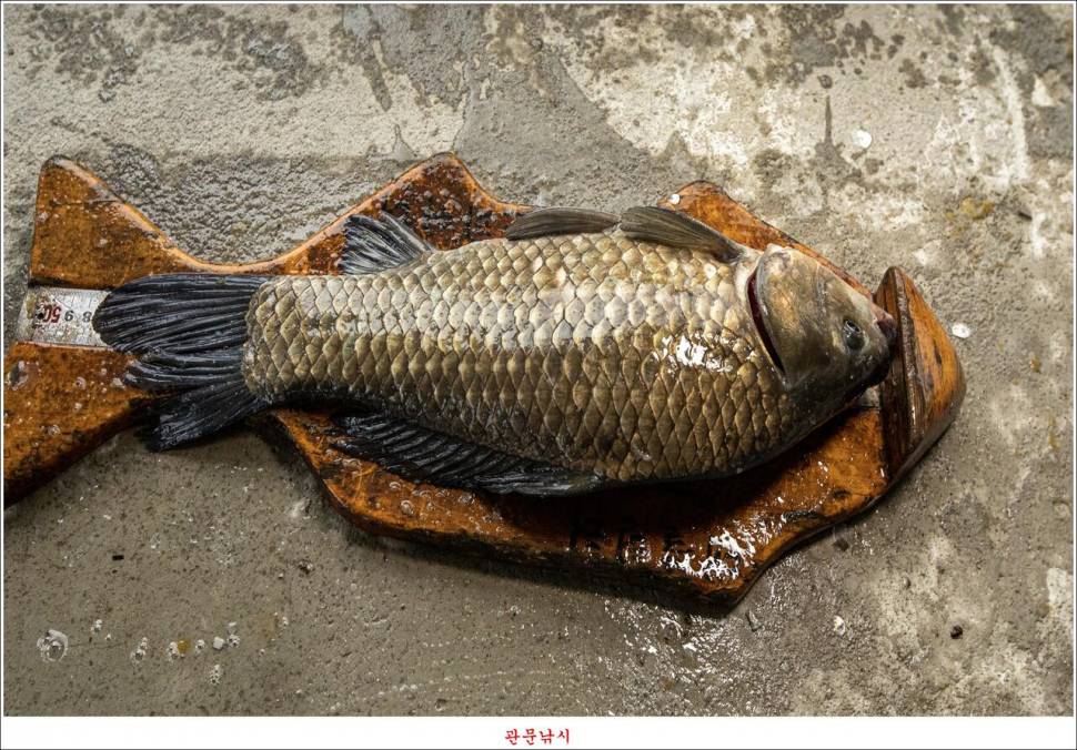 화곡지 49 cm477 cm455 cm 호조황 (조황조행기 - 특파원조황)