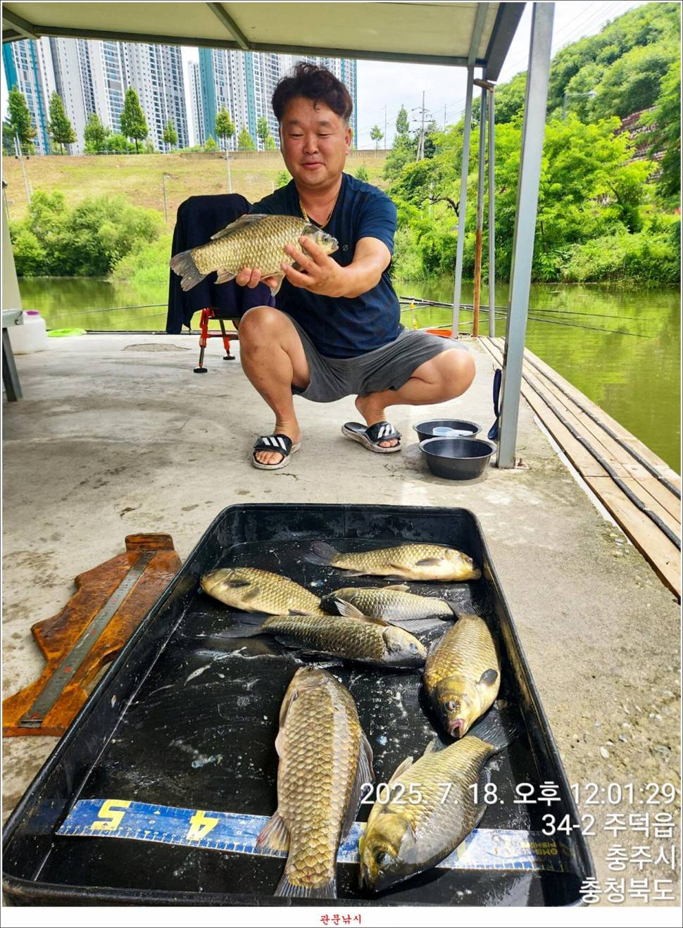 화곡지 49 cm477 cm455 cm 호조황 (조황조행기 - 특파원조황)