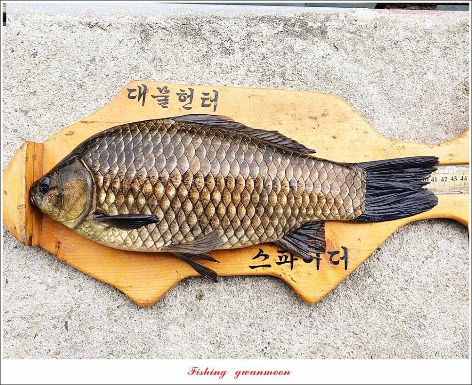 화곡지 4 짜 및 마릿수 월척추평지 현황 (조황조행기 - 특파원조황)