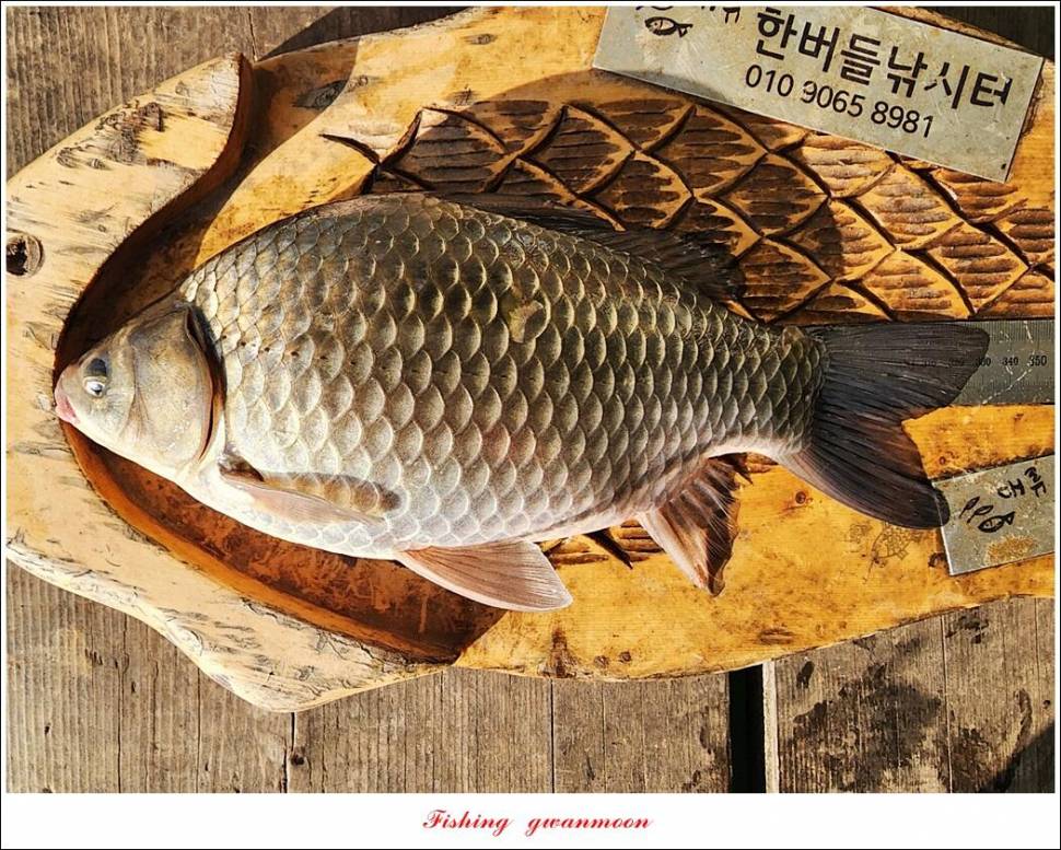솔 월척한버들 월척 조황 (조황조행기 - 특파원조황)