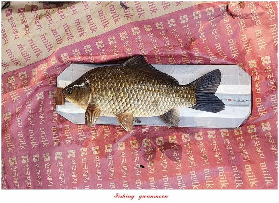 제일 43 cm40 cm화곡지 4 짜 조황 (조황조행기 - 특파원조황)