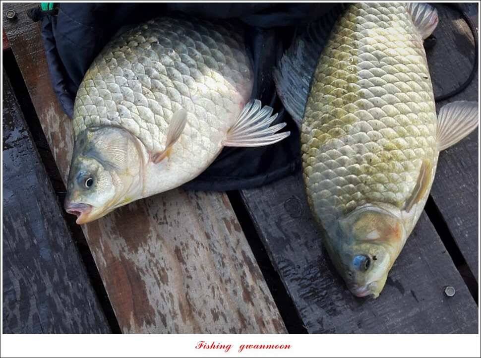 병호 월척장어돌감 38 cm385 cm솔 40 cm (조황조행기 - 특파원조황)