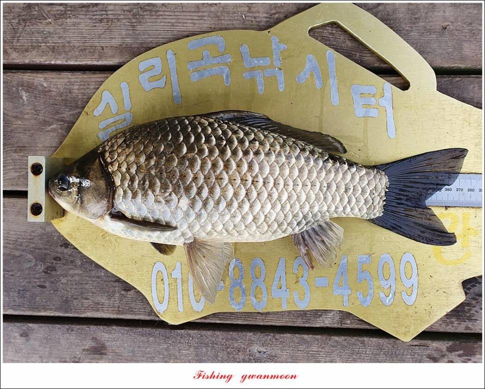 한버들 44 cm신리 415 cm41 cm실리곡 4 자돌감 4 짜화곡지 4 짜솔 37 cm 조황 정보 (조황조행기 - 특파원조황)