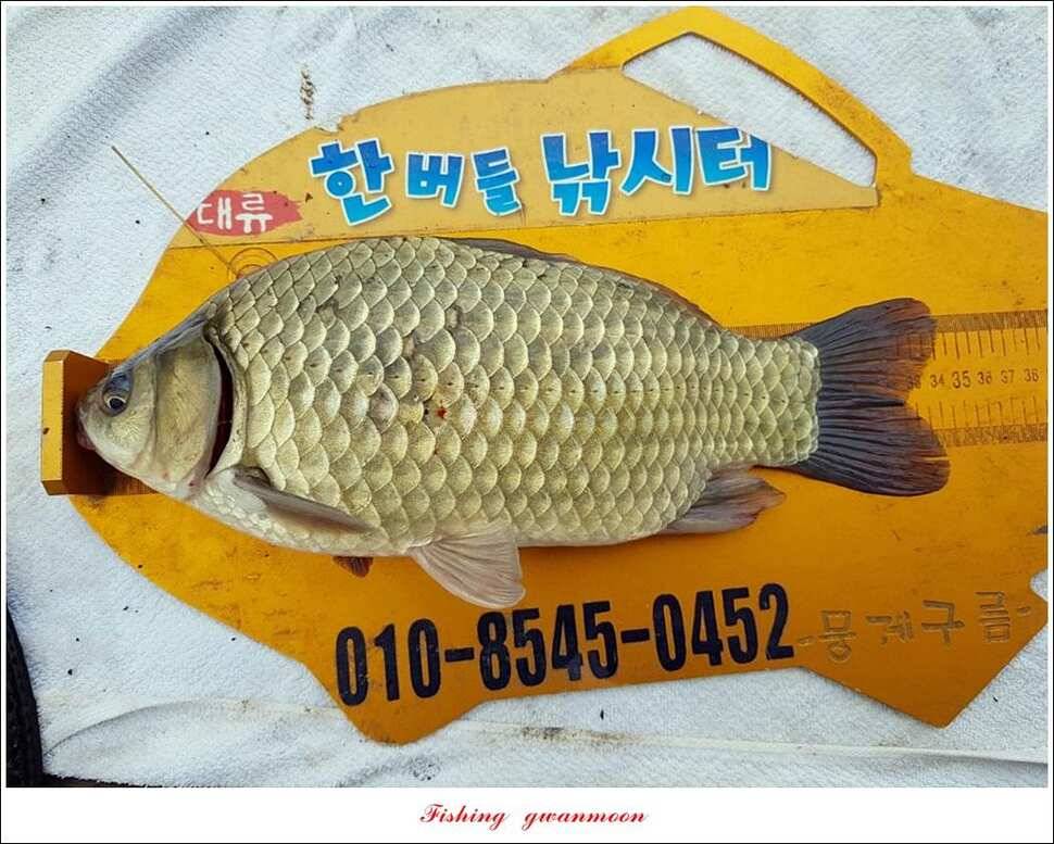 한버들 4 짜 2 수신리 4 짜실리곡 월척칠성지 4 짜 조황 (조황조행기 - 특파원조황)