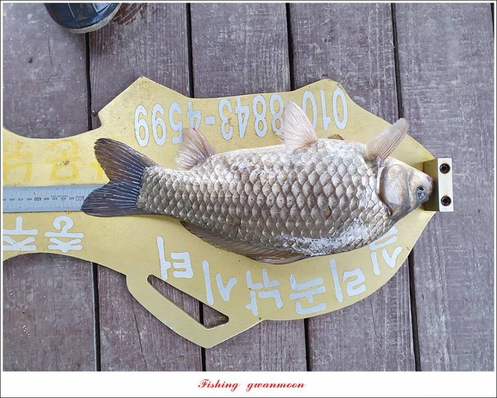 한버들 44 cm신리 415 cm41 cm실리곡 4 자돌감 4 짜화곡지 4 짜솔 37 cm 조황 정보 (조황조행기 - 특파원조황)