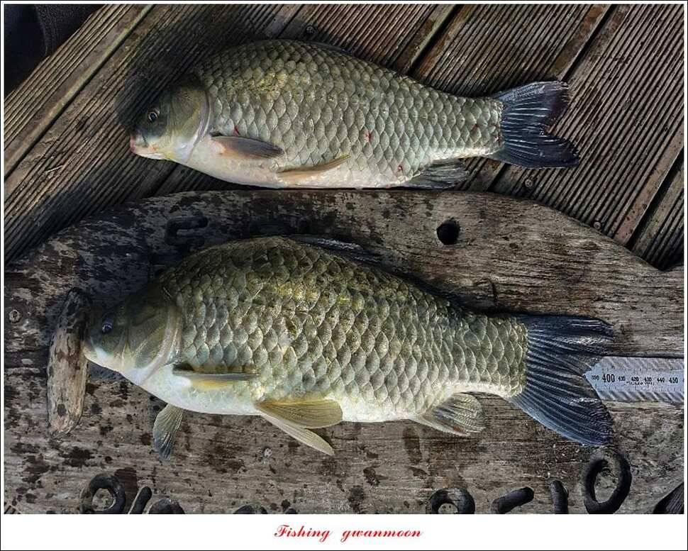 돌감 4 짜제일 39 cm38 cm37 cm칠성지 월척 조황 (조황조행기 - 특파원조황)