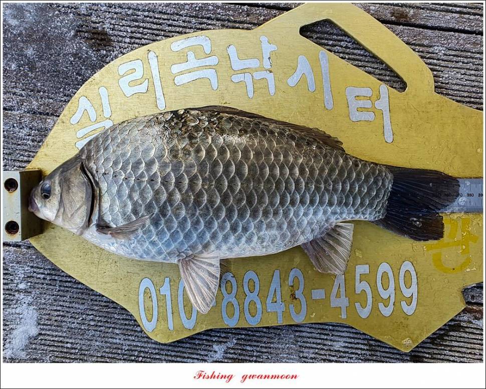 한버들 39cm실리곡 36 cm37 cm 월척 및 빙어 조황 (조황조행기 - 특파원조황)
