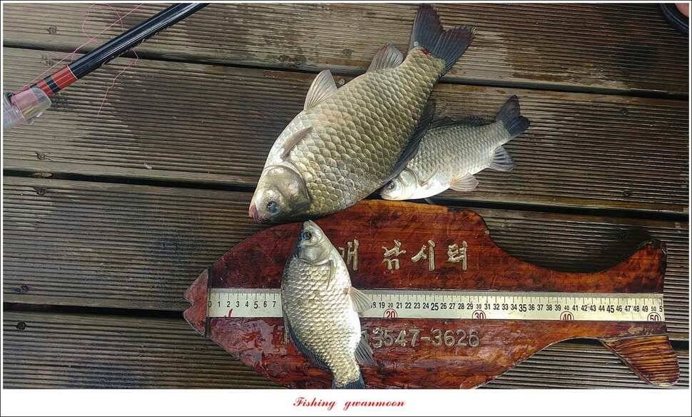 돌감신매 허리급 월척 조황 (조황조행기 - 특파원조황)