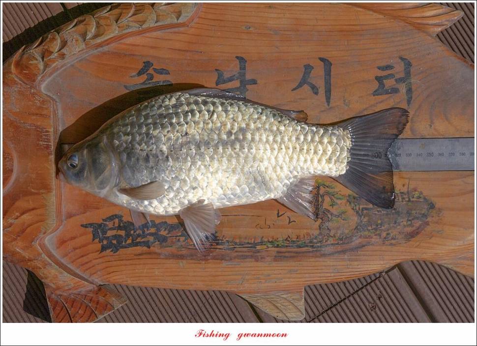 솔 최대어 이벤트 시상 및 화곡지 조황 (조황조행기 - 특파원조황)