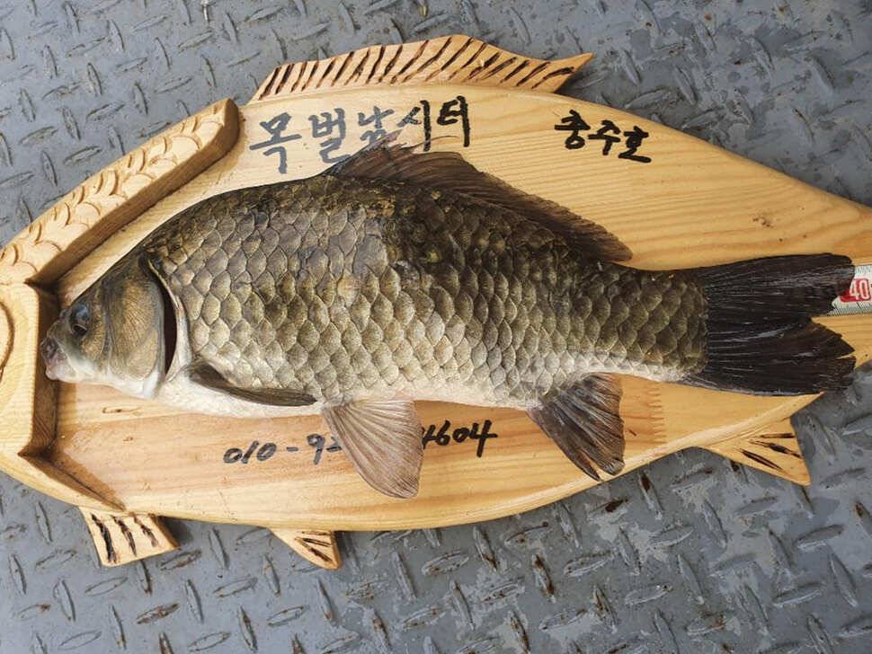 목벌 낚시터 4짜 대물붕어 꾸준한 조황 (조황조행기 - 특파원조황)