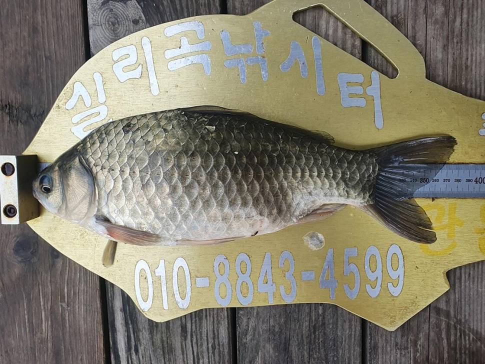 충주호 오름수위 (조황조행기 - 특파원조황)