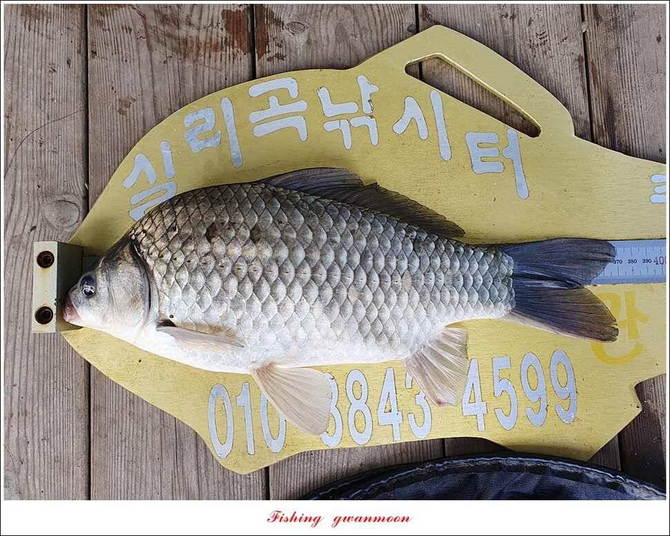 한버들 4 짜 2 수신리 4 짜실리곡 월척칠성지 4 짜 조황 (조황조행기 - 특파원조황)