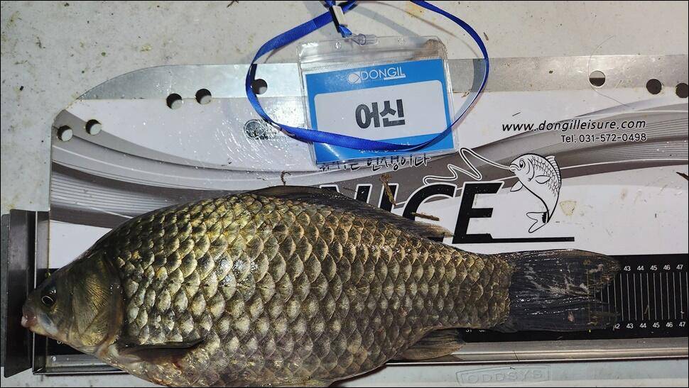 달천강 4 짜 풍년동일레져 시조회 (조황조행기 - 특파원조황)