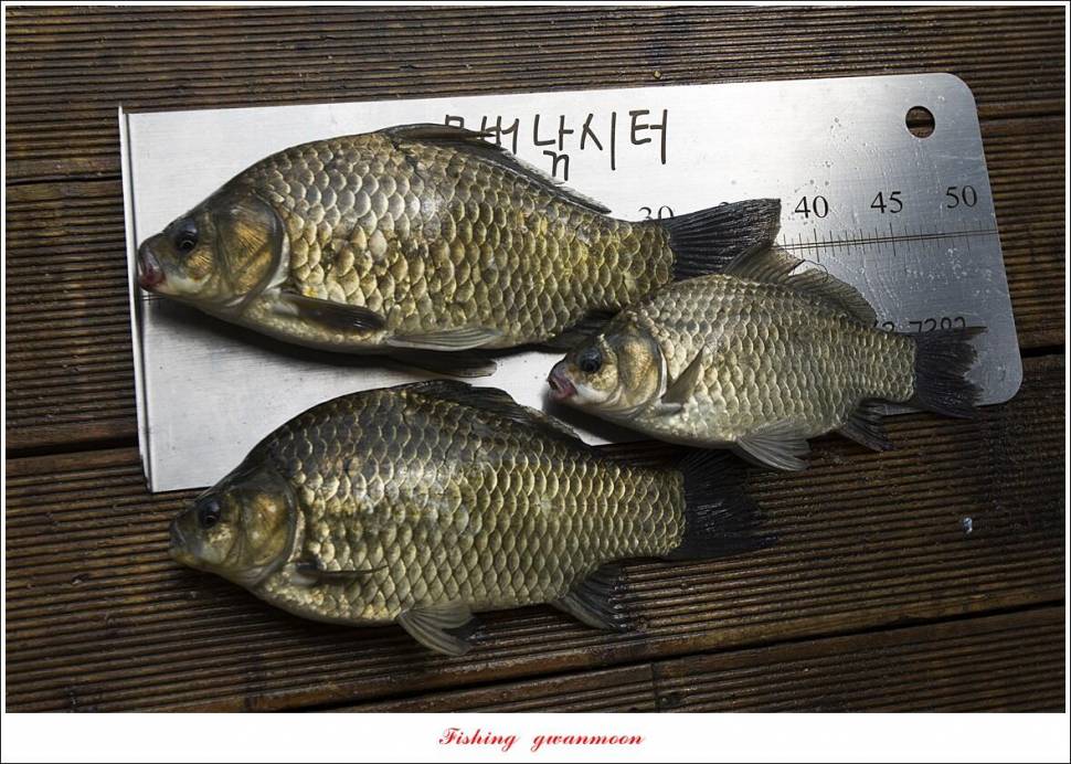 솔 4 짜목벌 호조황 (조황조행기 - 특파원조황)