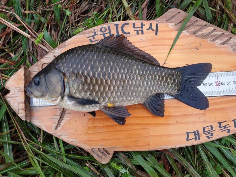 9월19일 오늘아침 위천강 대물마릿수 조황과 산호지 마릿수조황 (조황조행기 - 특파원조황)