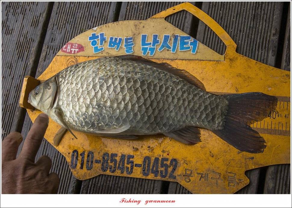 한버들 4 짜신리 4 짜실리곡 4 짜대물 조황 (조황조행기 - 특파원조황)