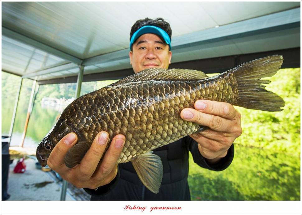 달천강 46 cm44 cm 화곡지 4 짜 대물 조황 (조황조행기 - 특파원조황)