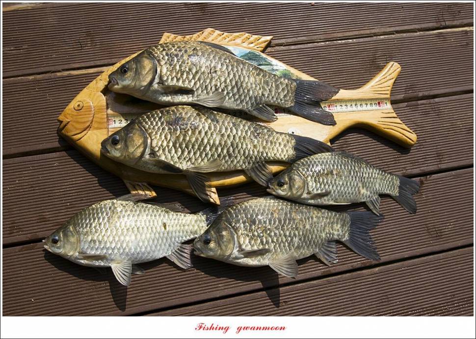 목벌 42 cm41 cm35 cm대물 조황 (조황조행기 - 특파원조황)