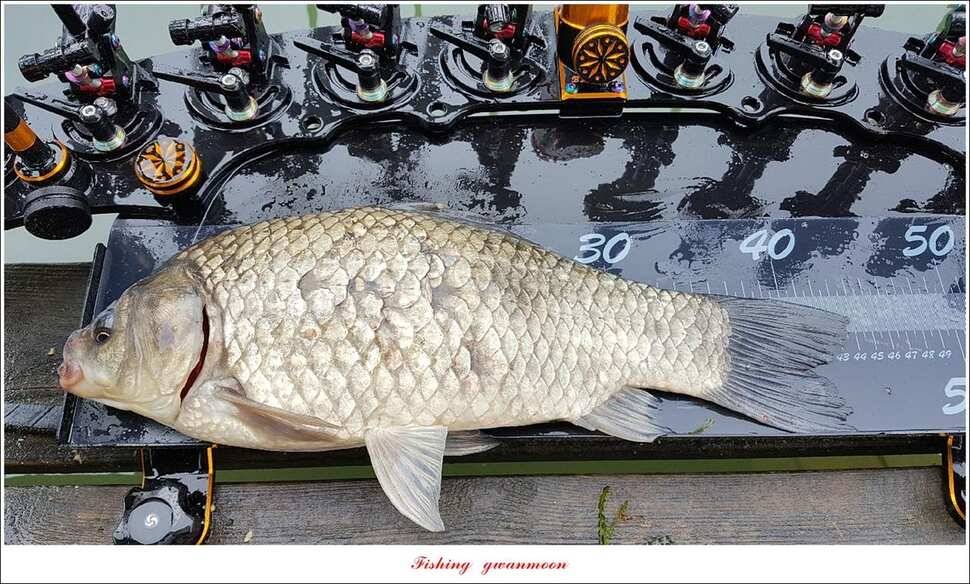 제일 435 cm415 cm문골 37 cm화곡지 4 짜 대물 조황 (조황조행기 - 특파원조황)