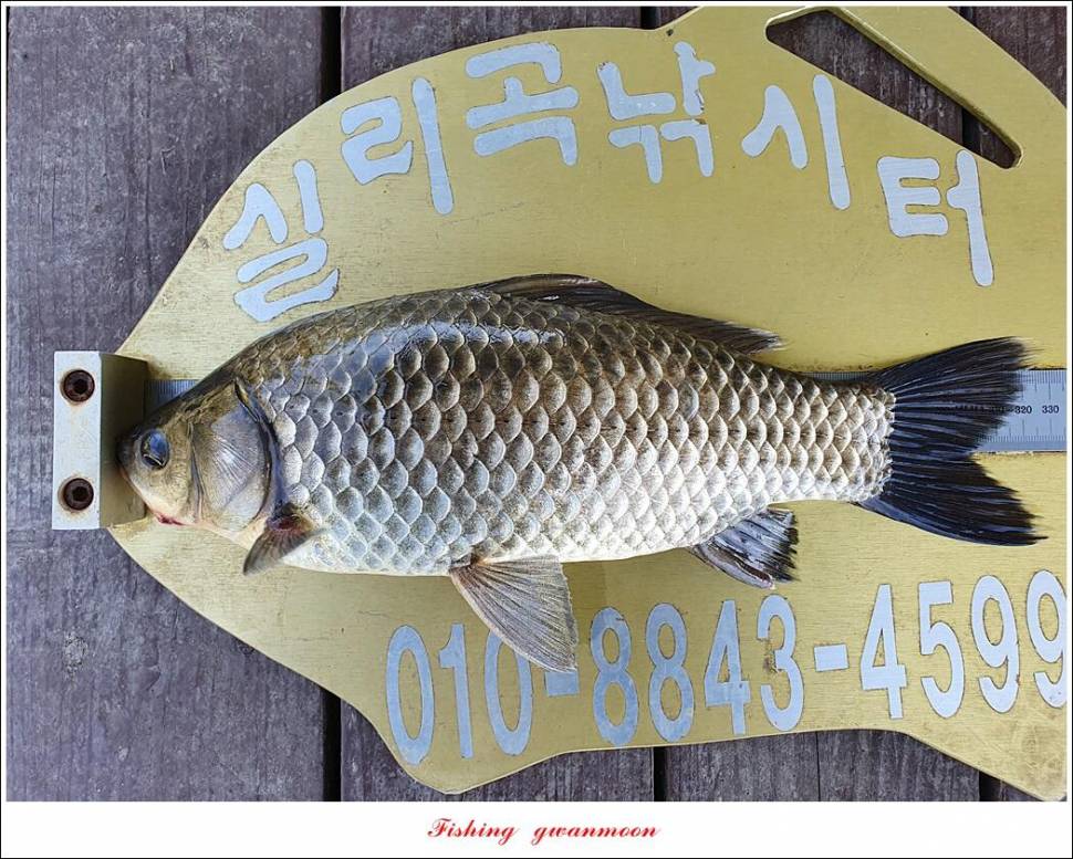 돌감충주호 노지칠성지한버들실리곡신리 4 짜 조황 (조황조행기 - 특파원조황)