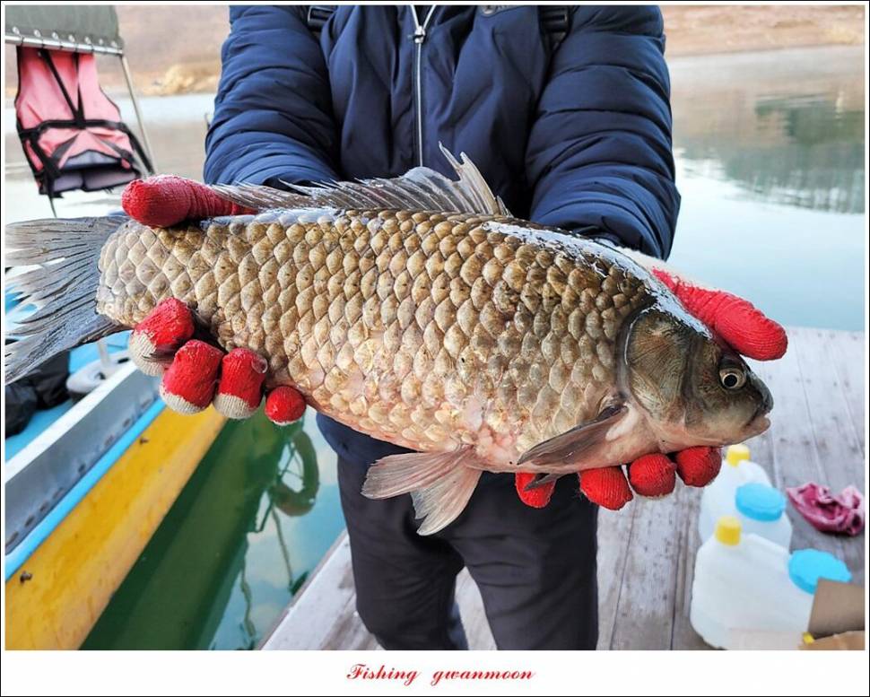 한버들 왕중왕전 대회신리 465 cm 대물 돌감 37 cm34 cm월척 조황 (조황조행기 - 특파원조황)