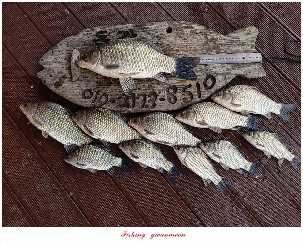 화곡지 4 짜솔 39 cm돌감 37 cm충주호 노지 현황 (조황조행기 - 특파원조황)