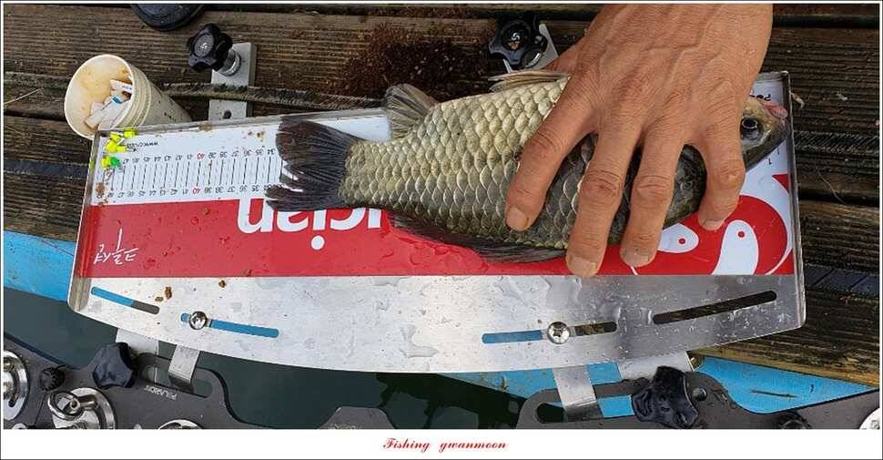 신매 44 cm 대물돌감 4 짜늘푸른제일 월척 조황 (조황조행기 - 특파원조황)