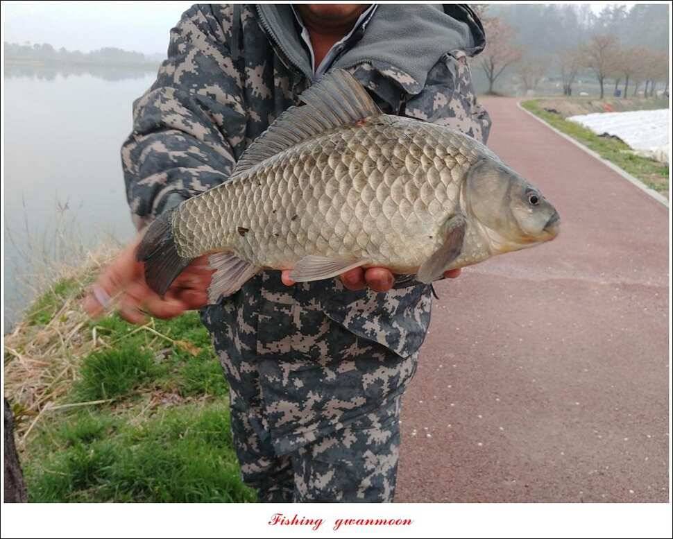 제일 39 cm 대물 조황화곡지칠성지 조황 (조황조행기 - 특파원조황)