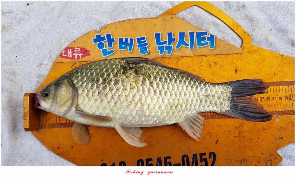 한버들 47 cm405 cm제일 40 cm39 cm38 cm (조황조행기 - 특파원조황)