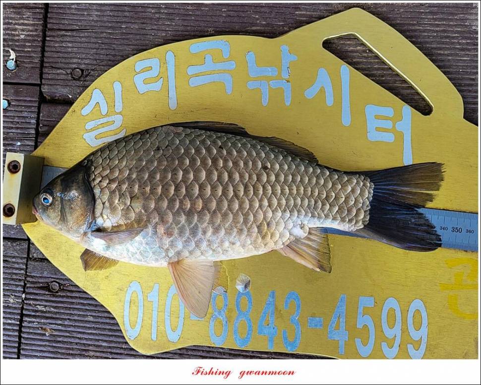 실리곡돌감 월척 조황 (조황조행기 - 특파원조황)