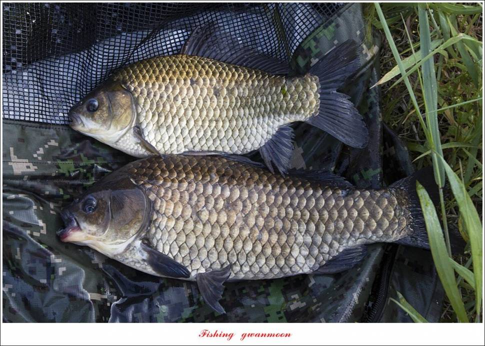 목벌 43 cm37 cm소류지 4 짜솔 낚시터 월척화곡지 대물 조황 (조황조행기 - 특파원조황)