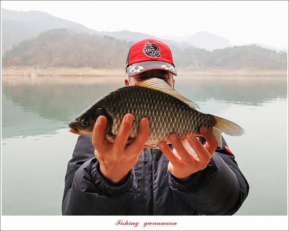 솔 39 cm32 cm돌감 34 cm 월척 조황 (조황조행기 - 특파원조황)