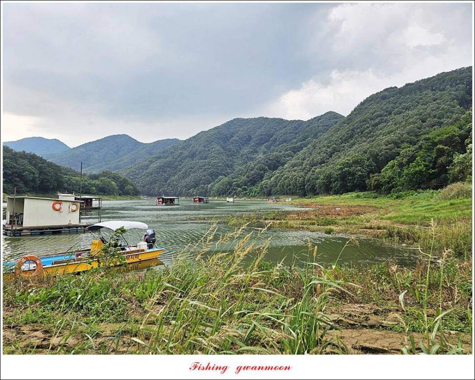 명서한버들 조황 소식 (조황조행기 - 특파원조황)