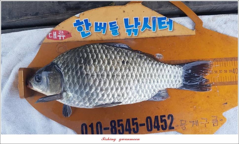 신리 47 cm한버들 415 cm실리곡 41 cm광월지 415 cm (조황조행기 - 특파원조황)