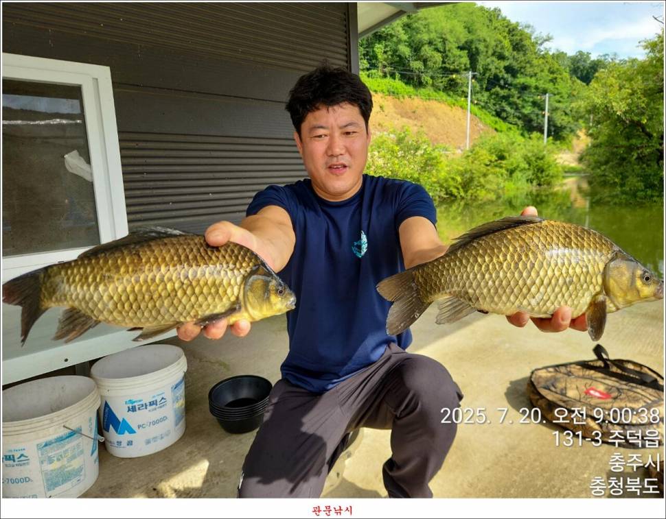 화곡지 49 cm477 cm455 cm 호조황 (조황조행기 - 특파원조황)
