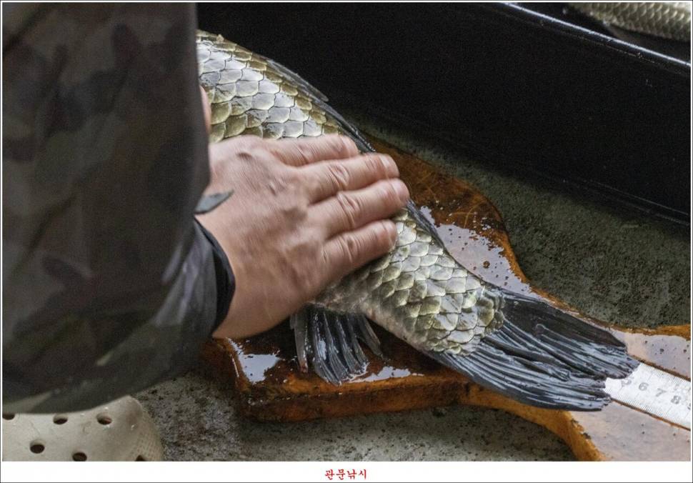 화곡지 49 cm477 cm455 cm 호조황 (조황조행기 - 특파원조황)